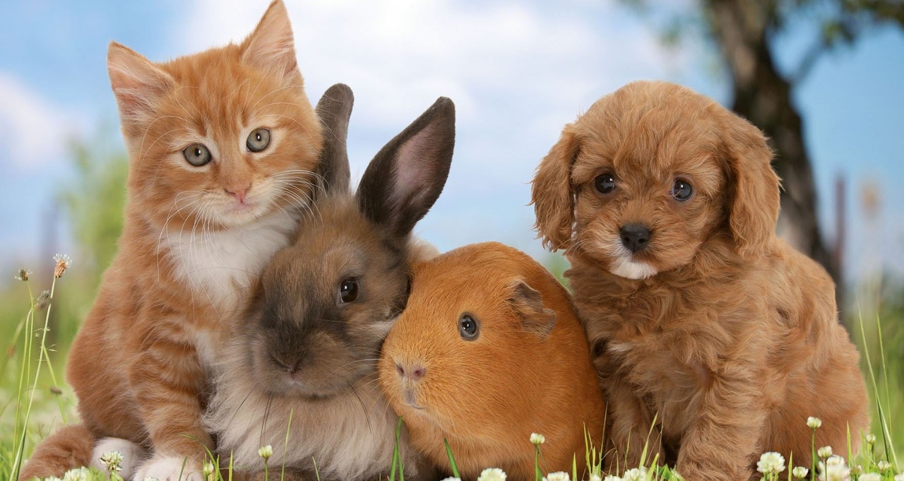 Растут, живут и чувствуют